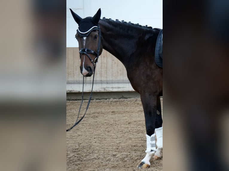 Hanoverian Mare 6 years in Glashütte