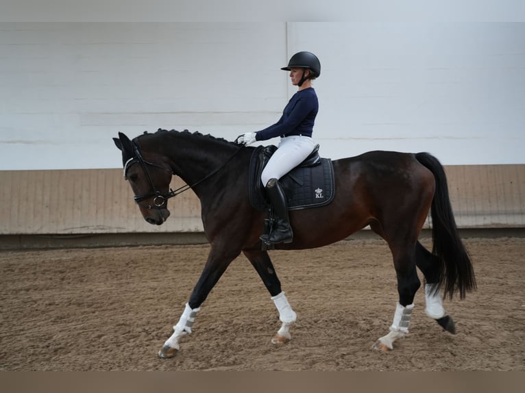 Hanoverian Mare 6 years in Glashütte