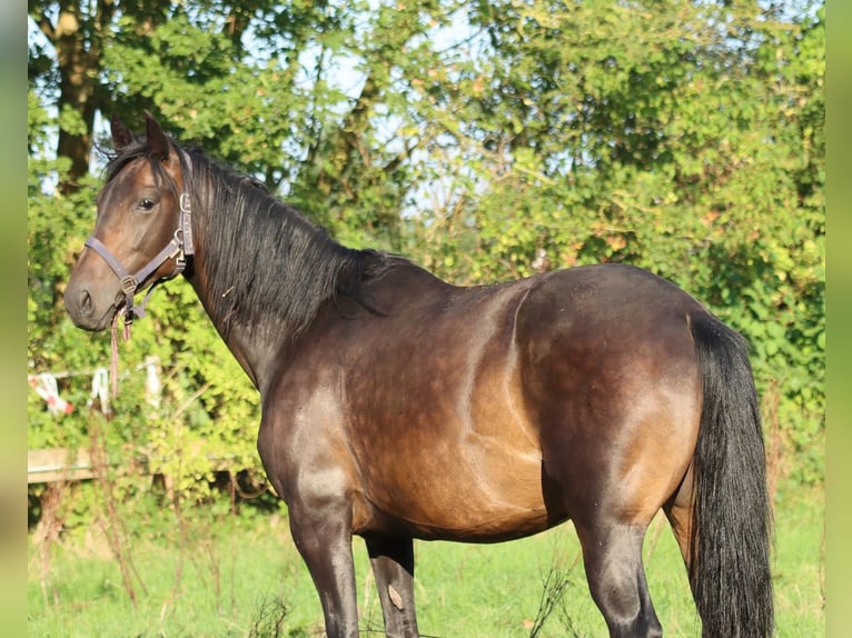 Hanoverian Mare 7 years 15,2 hh Bay-Dark in Holtgast