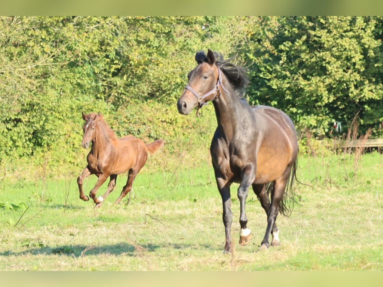 Hanoverian Mare 7 years 15,2 hh Bay-Dark in Holtgast