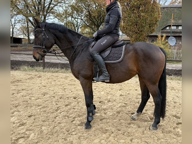 Hanoverian Mare 7 years 15.2 hh Bay-Dark in Verden (Aller)