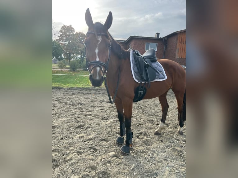 Hanoverian Mare 7 years 15,2 hh Brown in Elmshorn