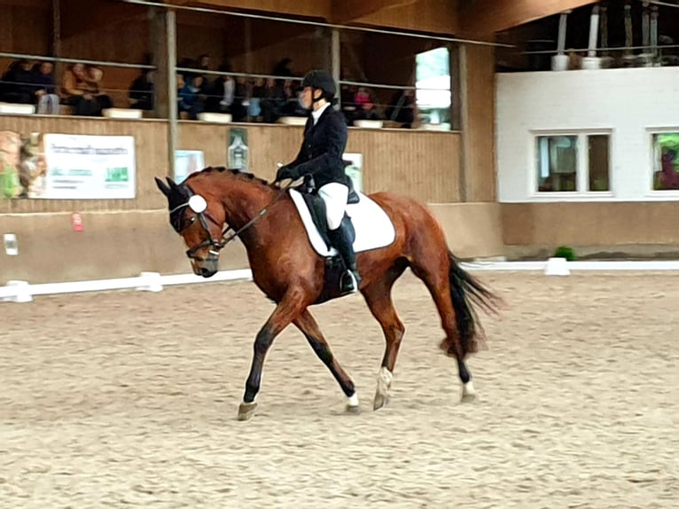 Hanoverian Mare 7 years 15,2 hh Brown in Elmshorn
