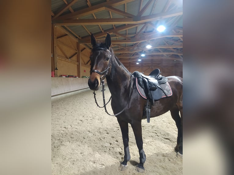 Hanoverian Mare 7 years 15,2 hh in Inzing