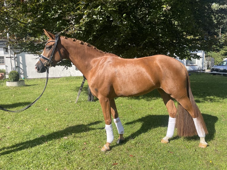 Hanoverian Mare 7 years 15,3 hh Chestnut-Red in Schierensee