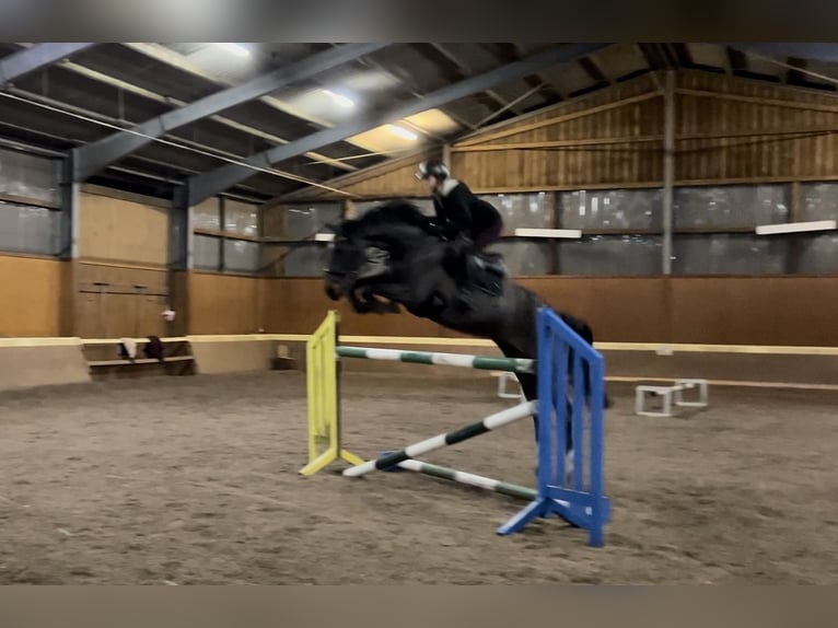 Hanoverian Mare 7 years 15,1 hh Smoky-Black in Salzhausen