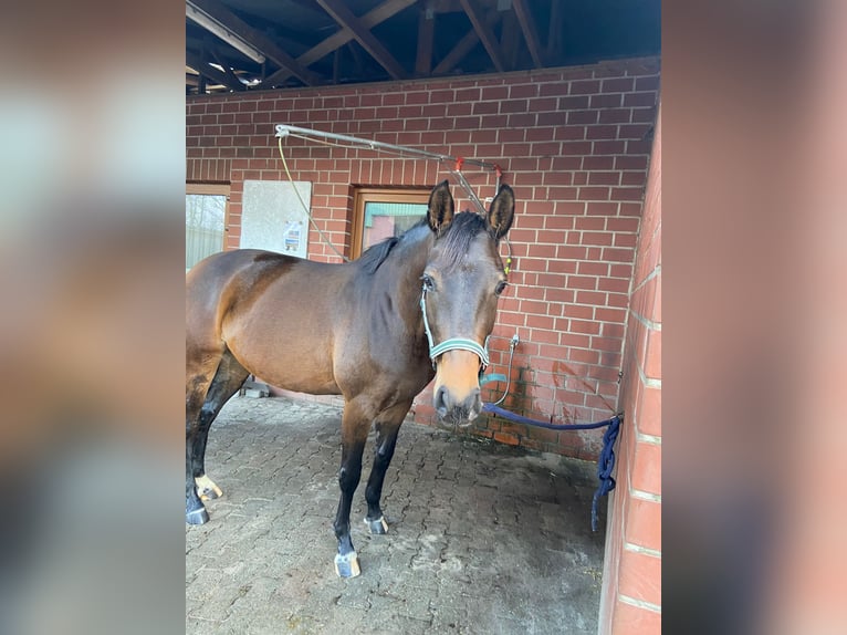 Hanoverian Mare 7 years 15,2 hh Bay-Dark in Radbruch