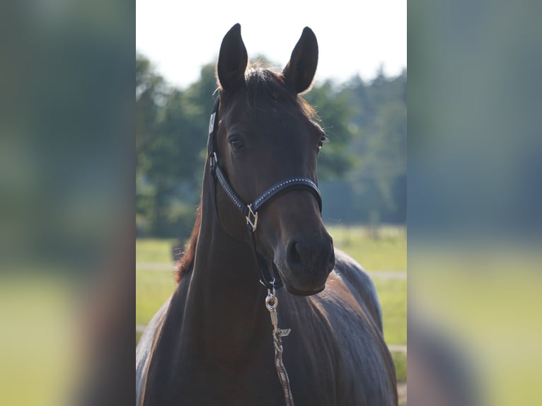 Hanoverian Mare 7 years 15,2 hh Bay-Dark in Radbruch