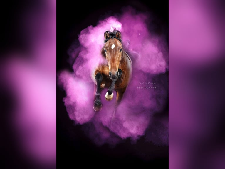 Hanoverian Mare 7 years 15,2 hh Brown in Belum
