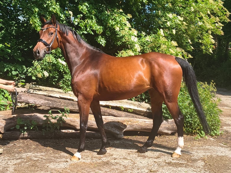 Hanoverian Mare 7 years 15,2 hh Brown in Belum