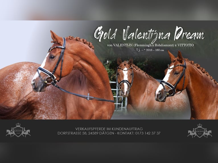 Hanoverian Mare 7 years 15,2 hh Chestnut-Red in D&#xE4;tgen