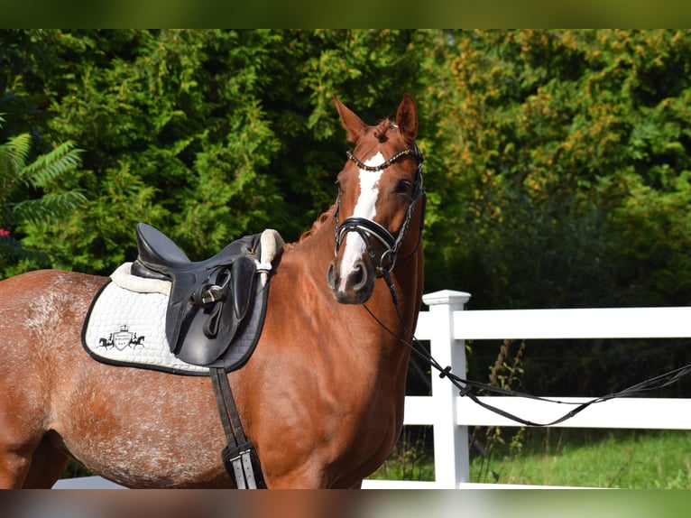 Hanoverian Mare 7 years 15,2 hh Chestnut-Red in D&#xE4;tgen