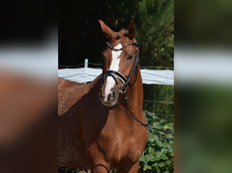 Hanoverian Mare 7 years 15,2 hh Chestnut-Red in D&#xE4;tgen