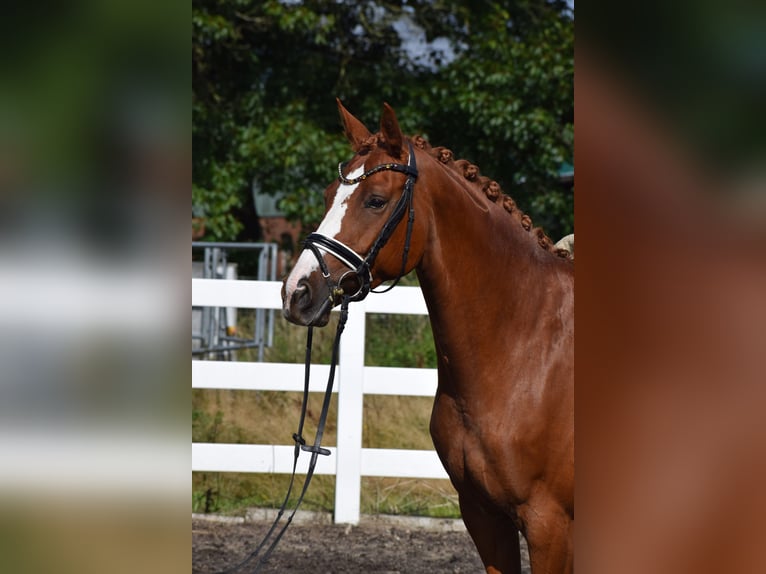 Hanoverian Mare 7 years 15,2 hh Chestnut-Red in D&#xE4;tgen