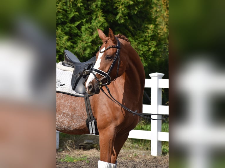 Hanoverian Mare 7 years 15,2 hh Chestnut-Red in D&#xE4;tgen
