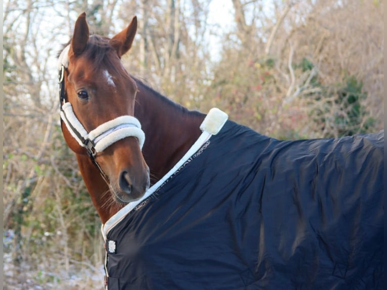 Hanoverian Mare 7 years 15,3 hh Chestnut in G&#xF6;tzendorf an der Leitha