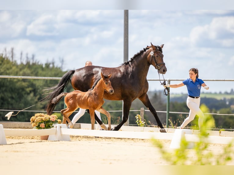 Hanoverian Mare 7 years 16,1 hh Bay-Dark in Leverkusen