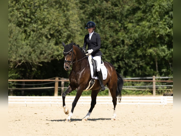 Hanoverian Mare 7 years 16.1 hh Bay-Dark in Bielefeld