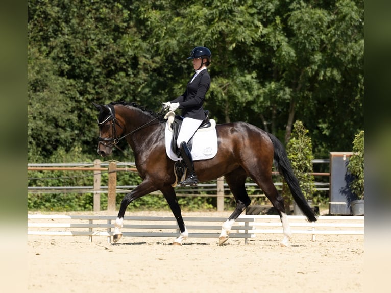 Hanoverian Mare 7 years 16.1 hh Bay-Dark in Bielefeld