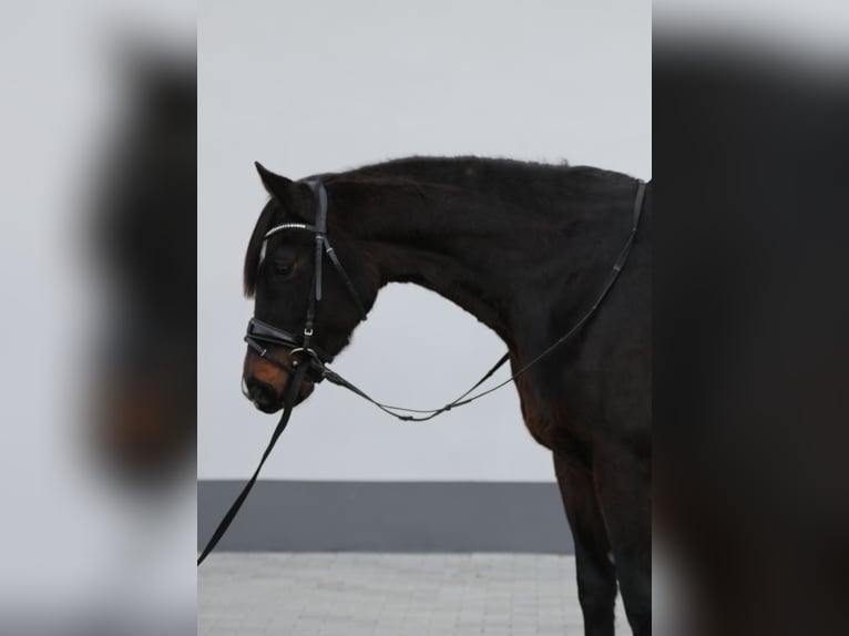 Hanoverian Mare 7 years 16,1 hh Bay-Dark in Belgern