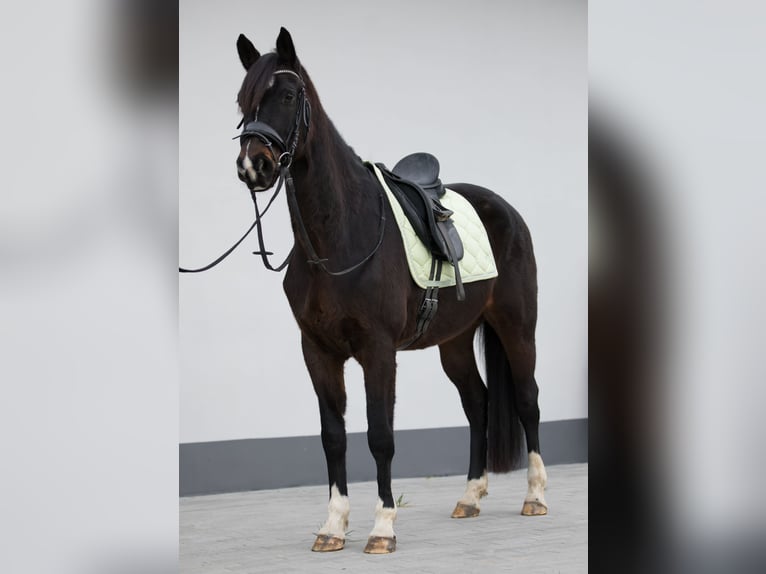 Hanoverian Mare 7 years 16,1 hh Bay-Dark in Belgern