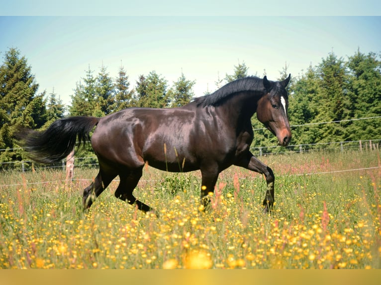 Hanoverian Mare 7 years 16.1 hh Bay-Dark in Liepgarten