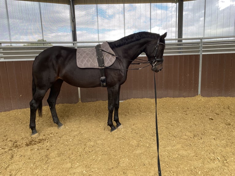 Hanoverian Mare 7 years 16,1 hh Bay-Dark in Heinsberg