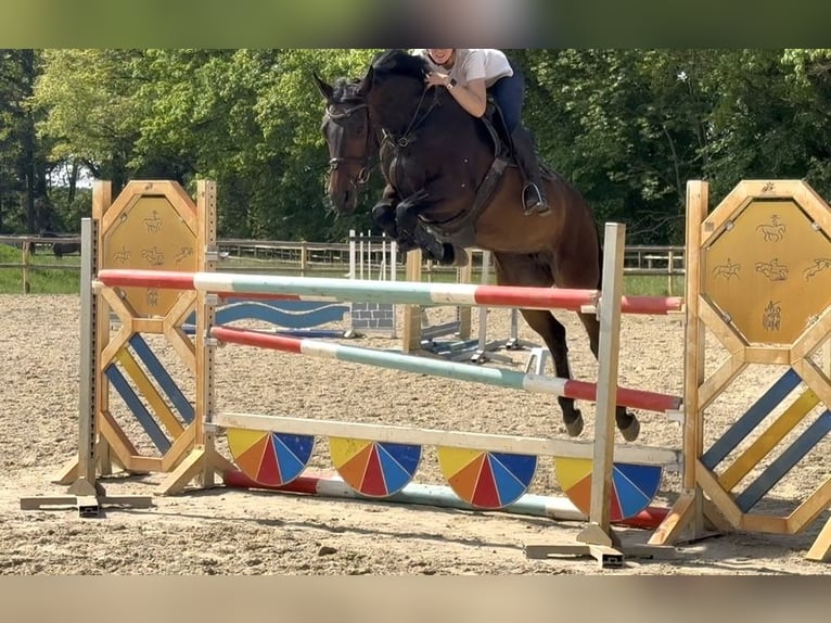 Hanoverian Mare 7 years 16.1 hh Bay-Dark in Hoya