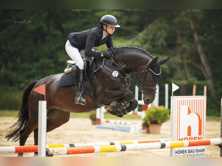 Hanoverian Mare 7 years 16.1 hh Bay-Dark in Viersen