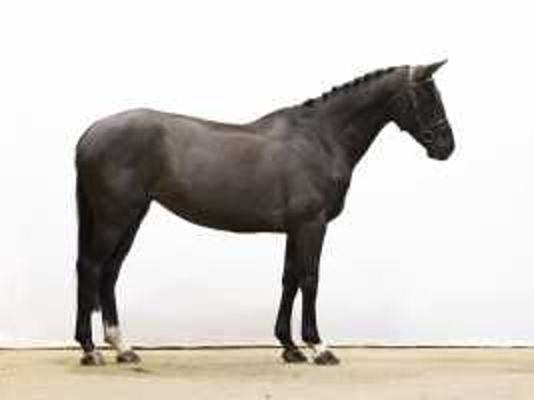 Hanoverian Mare 7 years 16,1 hh Bay-Dark in Waddinxveen