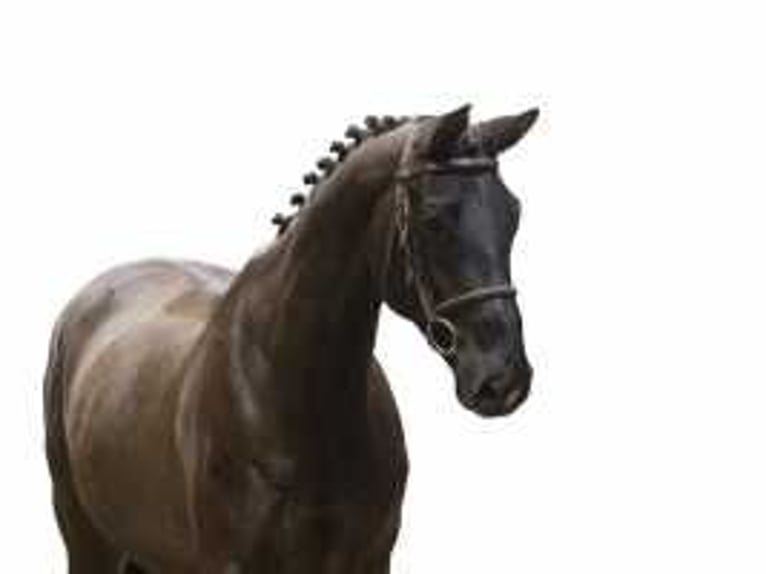 Hanoverian Mare 7 years 16,1 hh Bay-Dark in Waddinxveen