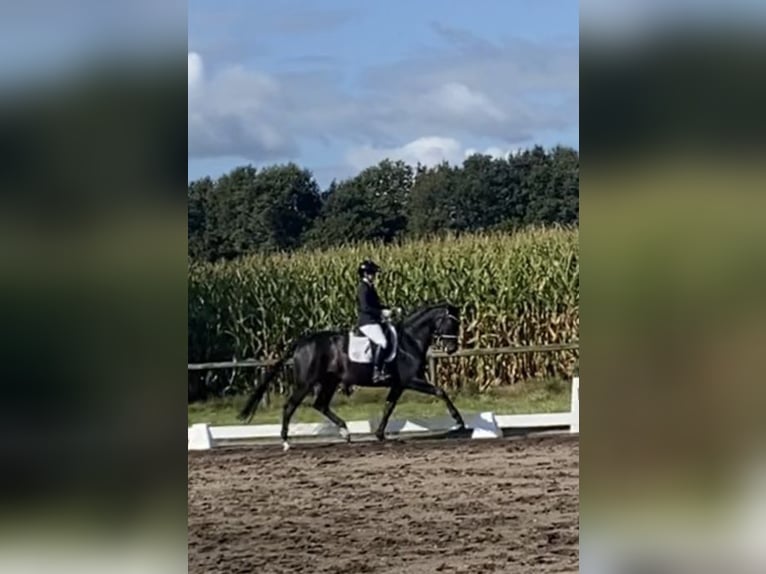 Hanoverian Mare 7 years 16.1 hh Black in KutenholzMulsum