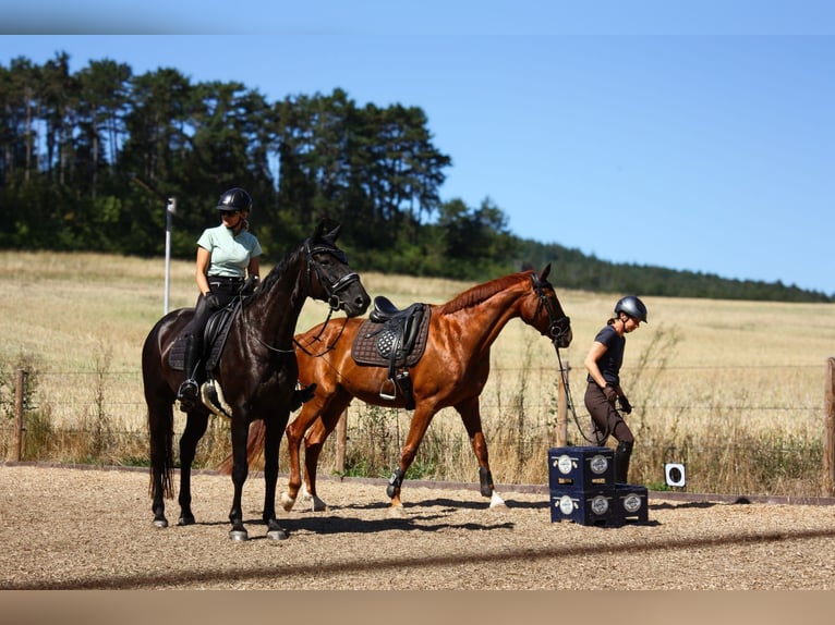 Hanoverian Mare 7 years 16.1 hh Black in Neu-Eichenberg