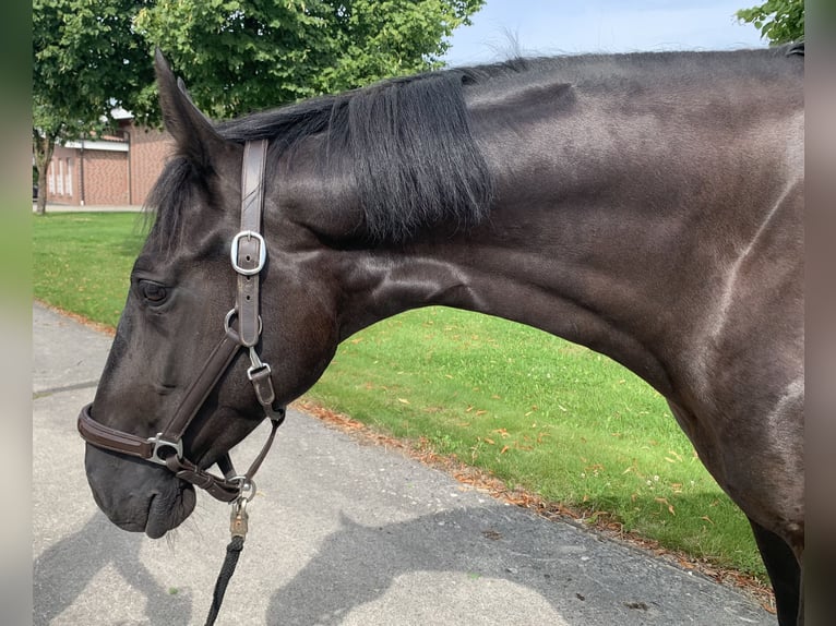 Hanoverian Mare 7 years 16,1 hh Black in Rosendahl