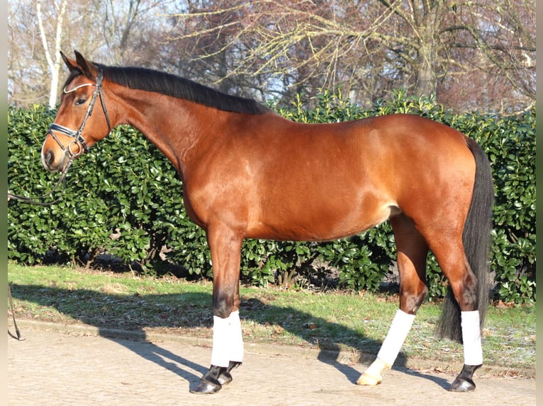 Hanoverian Mare 7 years 16.1 hh Brown in Selsingen