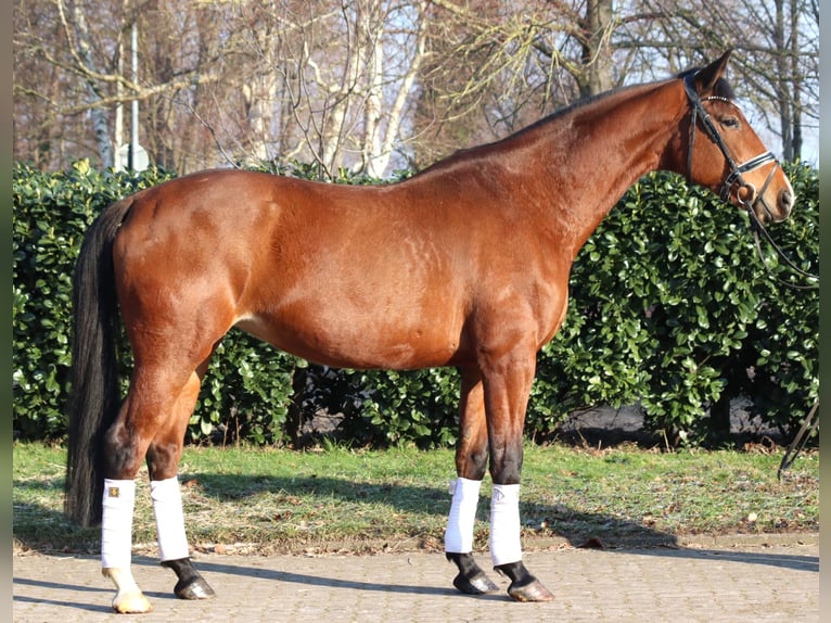 Hanoverian Mare 7 years 16.1 hh Brown in Selsingen