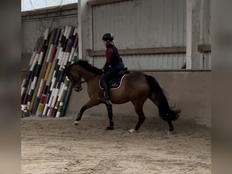 Hanoverian Mare 7 years 16,1 hh Brown in Bonn