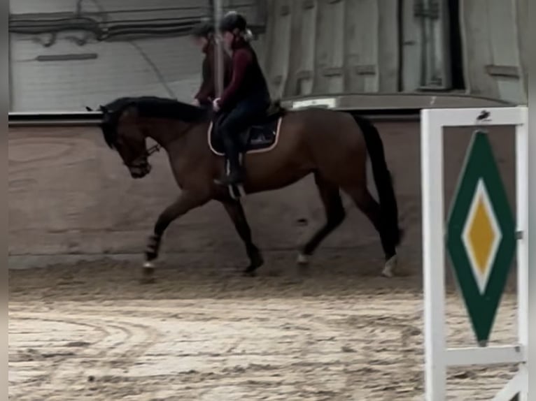 Hanoverian Mare 7 years 16,1 hh Brown in Bonn