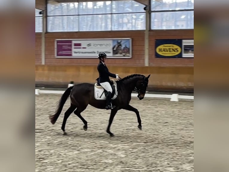 Hanoverian Mare 7 years 16.1 hh Brown in Ratingen