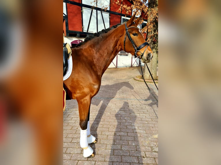 Hanoverian Mare 7 years 16,1 hh Brown in Frankfurt am Main