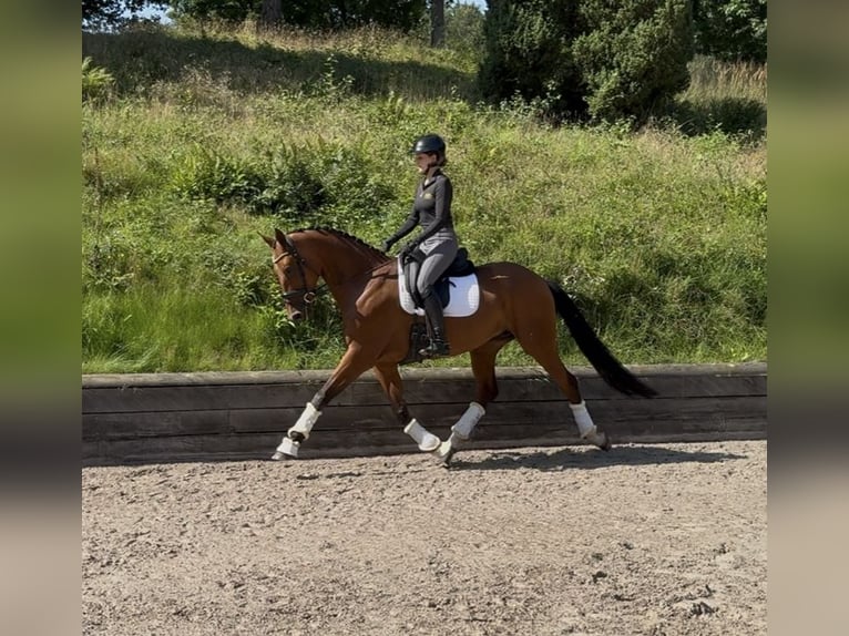 Hanoverian Mare 7 years 16,1 hh Brown in Hanstedt