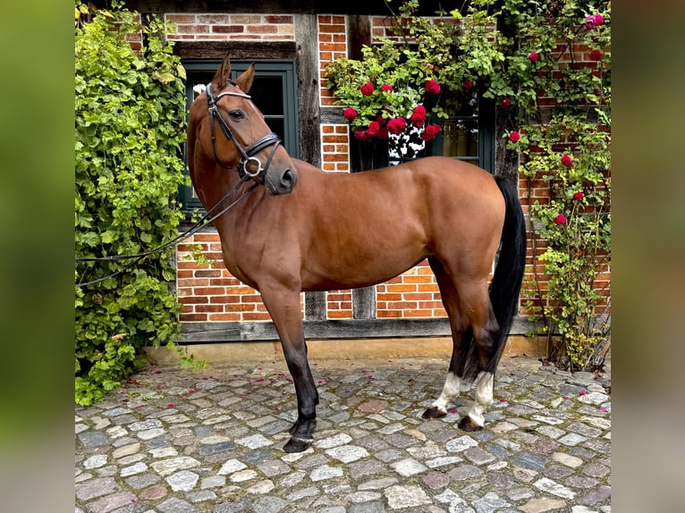 Hanoverian Mare 7 years 16,1 hh Brown in Hanstedt
