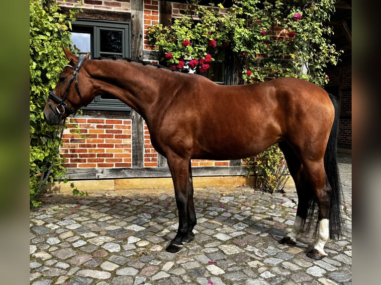 Hanoverian Mare 7 years 16,1 hh Brown in Hanstedt