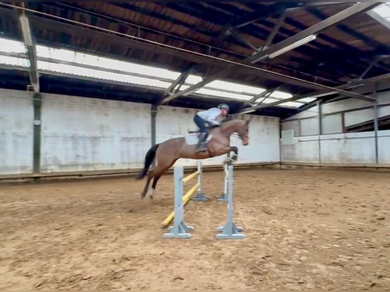 Hanoverian Mare 7 years 16,1 hh Brown in Bargstedt