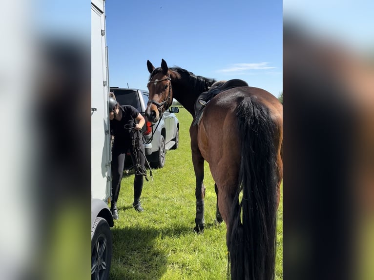 Hanoverian Mare 7 years 16.1 hh Brown in Kirchwalsede