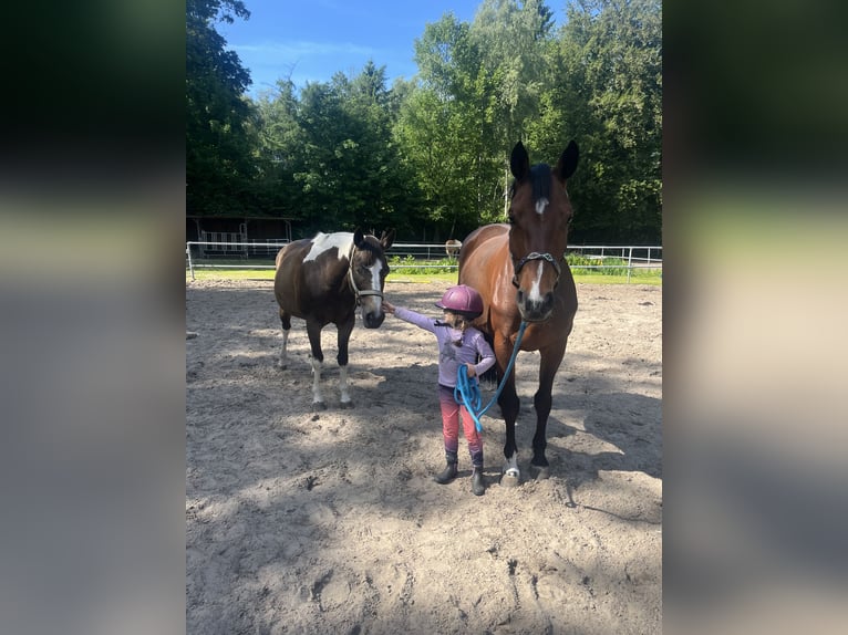 Hanoverian Mare 7 years 16.1 hh Brown in Kirchwalsede