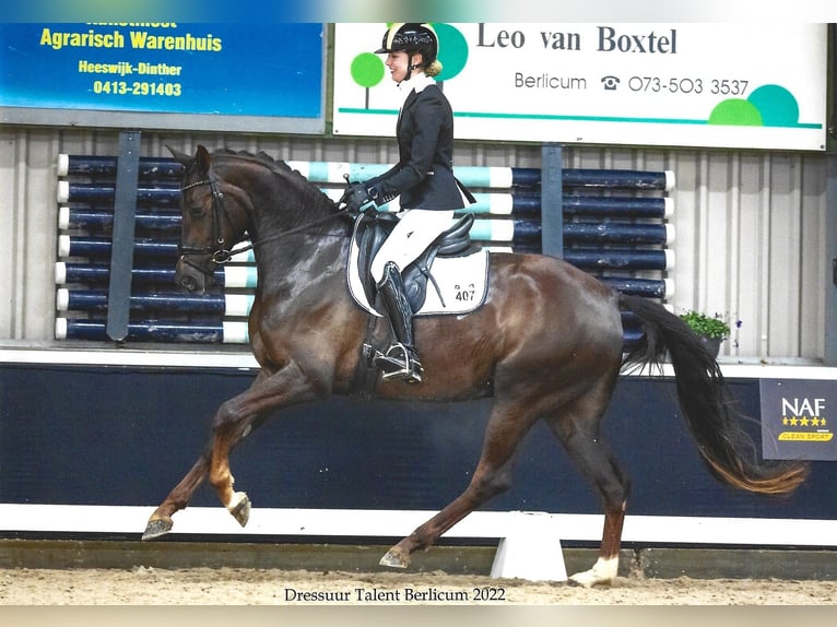 Hanoverian Mare 7 years 16,1 hh Chestnut in Wingene