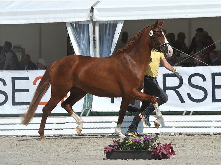 Hanoverian Mare 7 years 16,1 hh Chestnut in Isernhagen