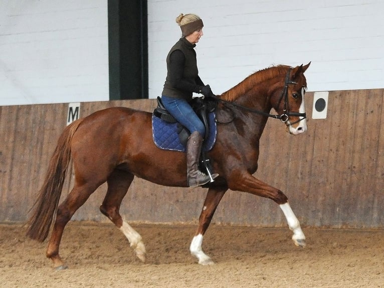 Hanoverian Mare 7 years 16,1 hh Chestnut in Isernhagen