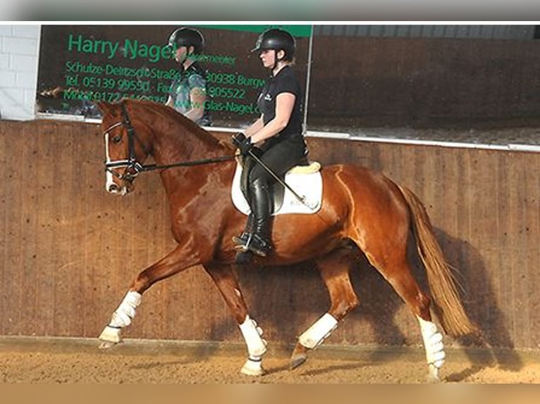 Hanoverian Mare 7 years 16,1 hh Chestnut in Isernhagen